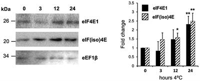 Arabidopsis thaliana eIF4E1 and eIF(iso)4E Participate in Cold Response and Promote Translation of Some Stress-Related mRNAs